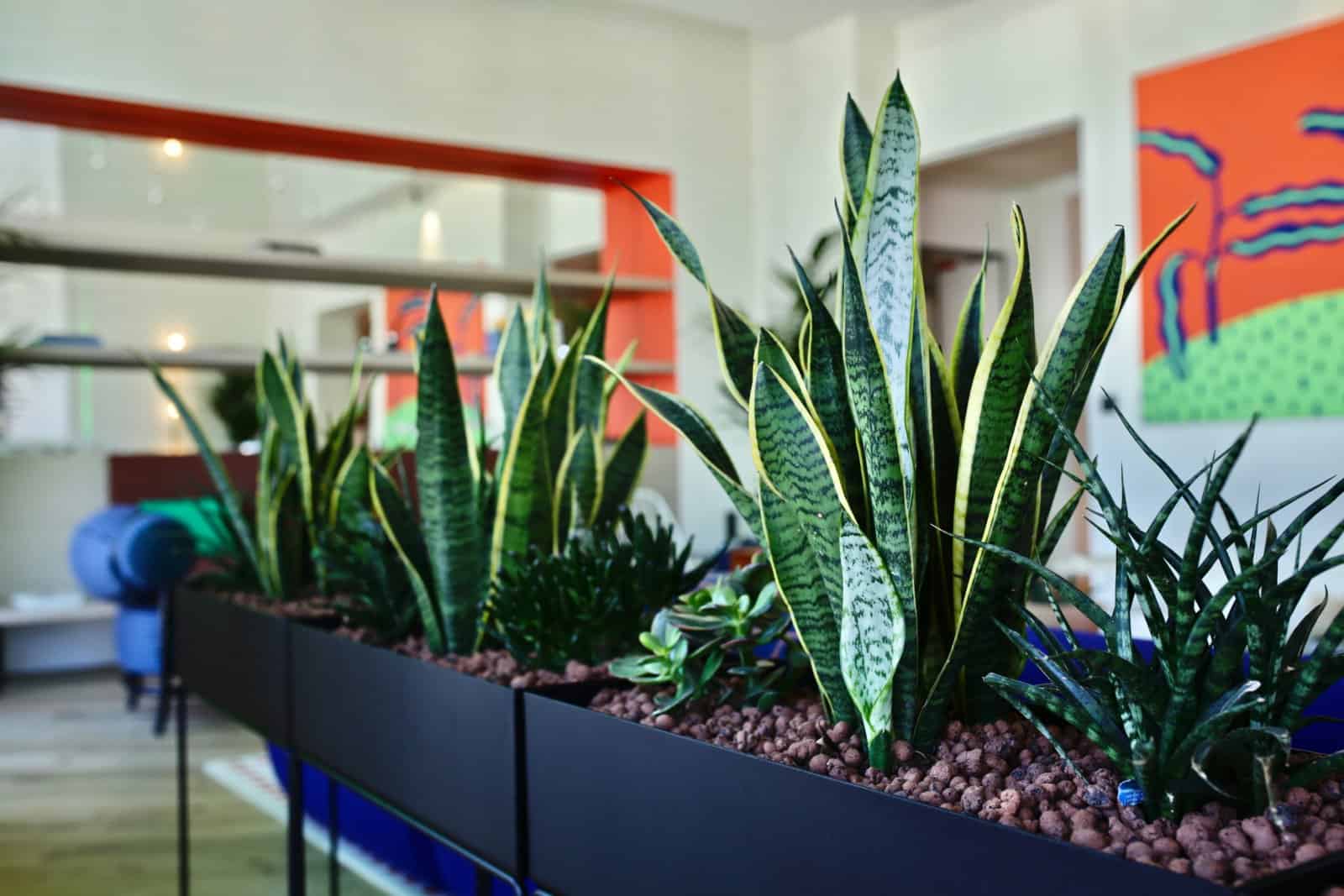 plantes vertes et design végétal en entreprise