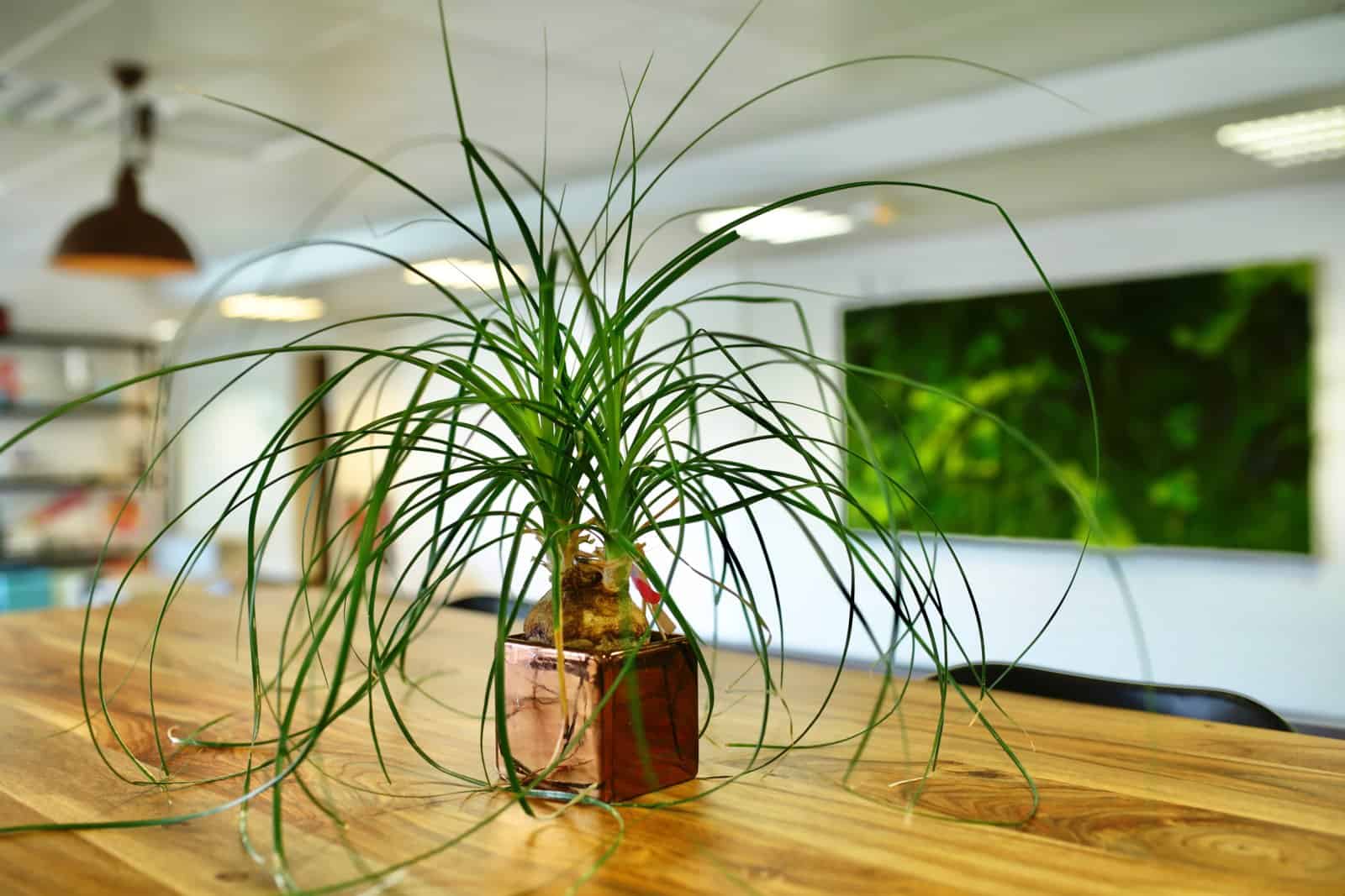 location de plantes vertes pour les bureaux à paris