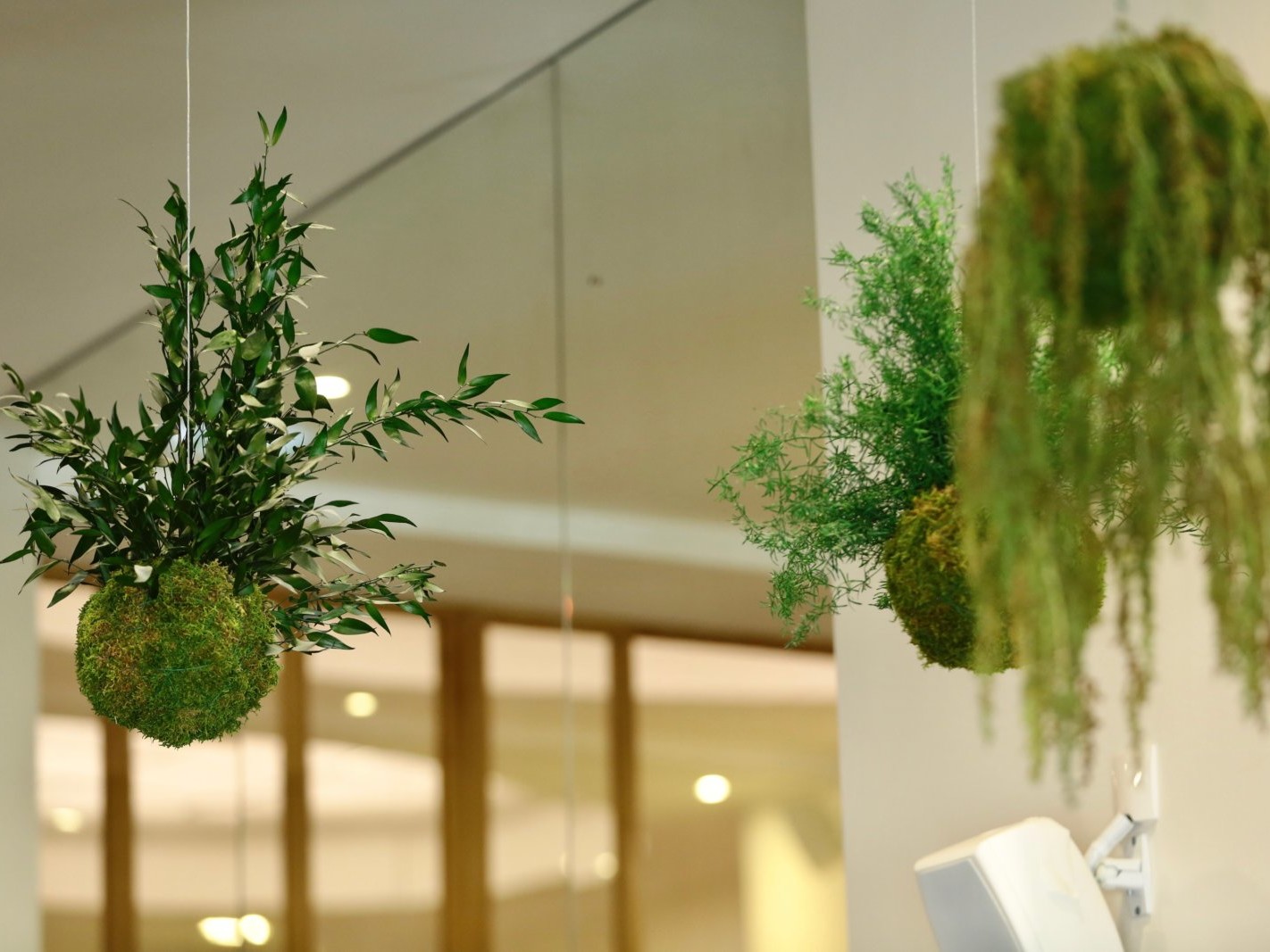 kokedama en entreprise : design végétal par Green Decor