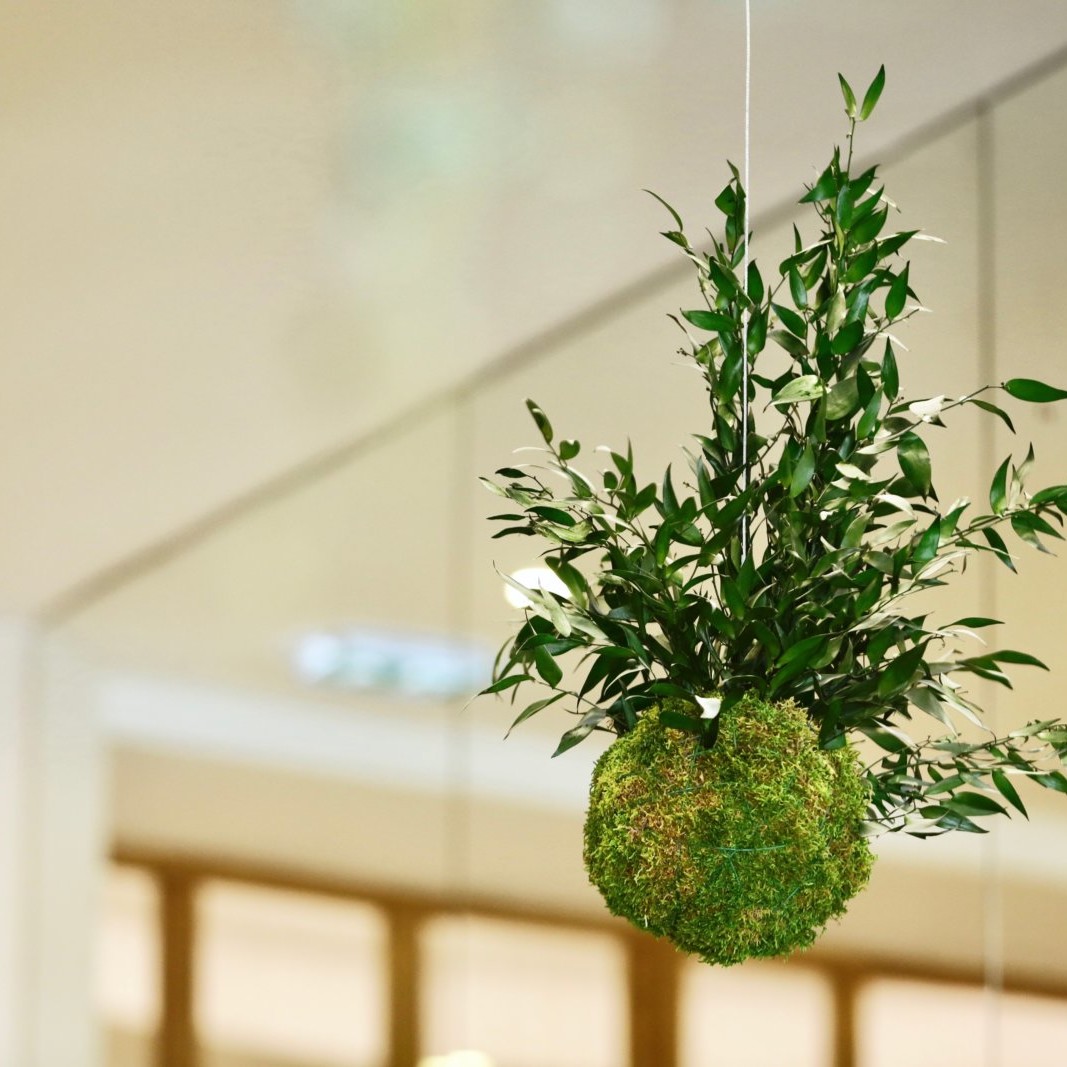 kokedama en entreprise : design végétal par Green Decor