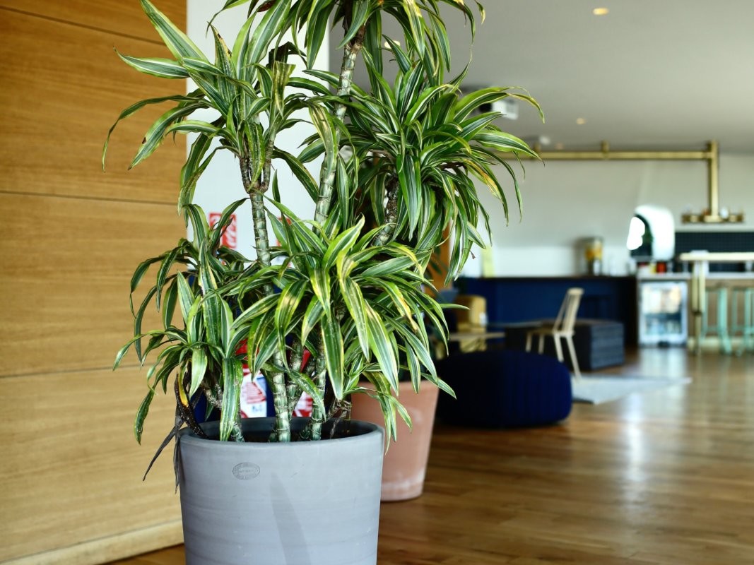 Location de plantes pour les bureaux de votre entreprise