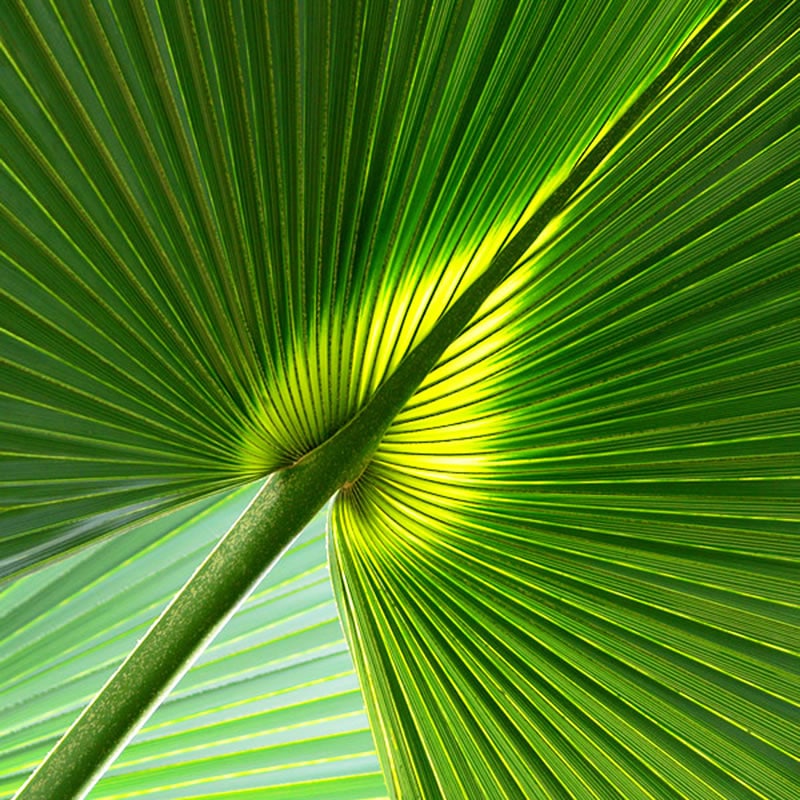 Green Decor - Design Végétal et location de plantes pour les entreprises