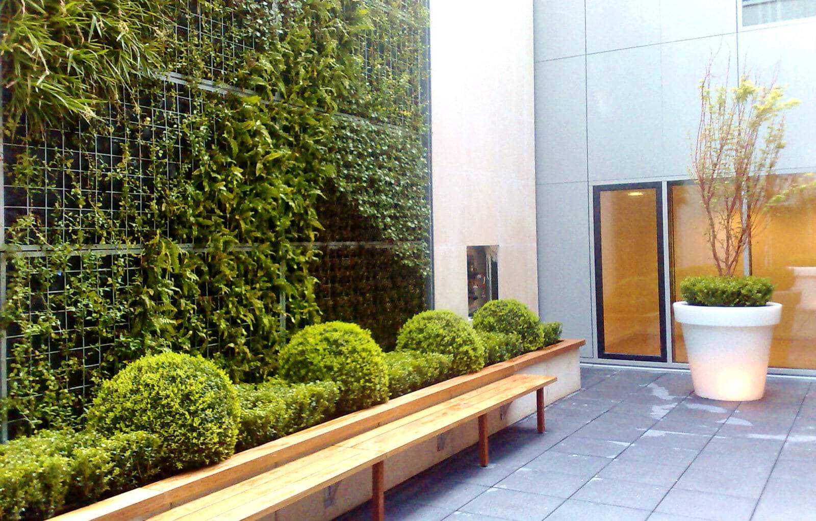 Mur végétal avec plantes naturelles