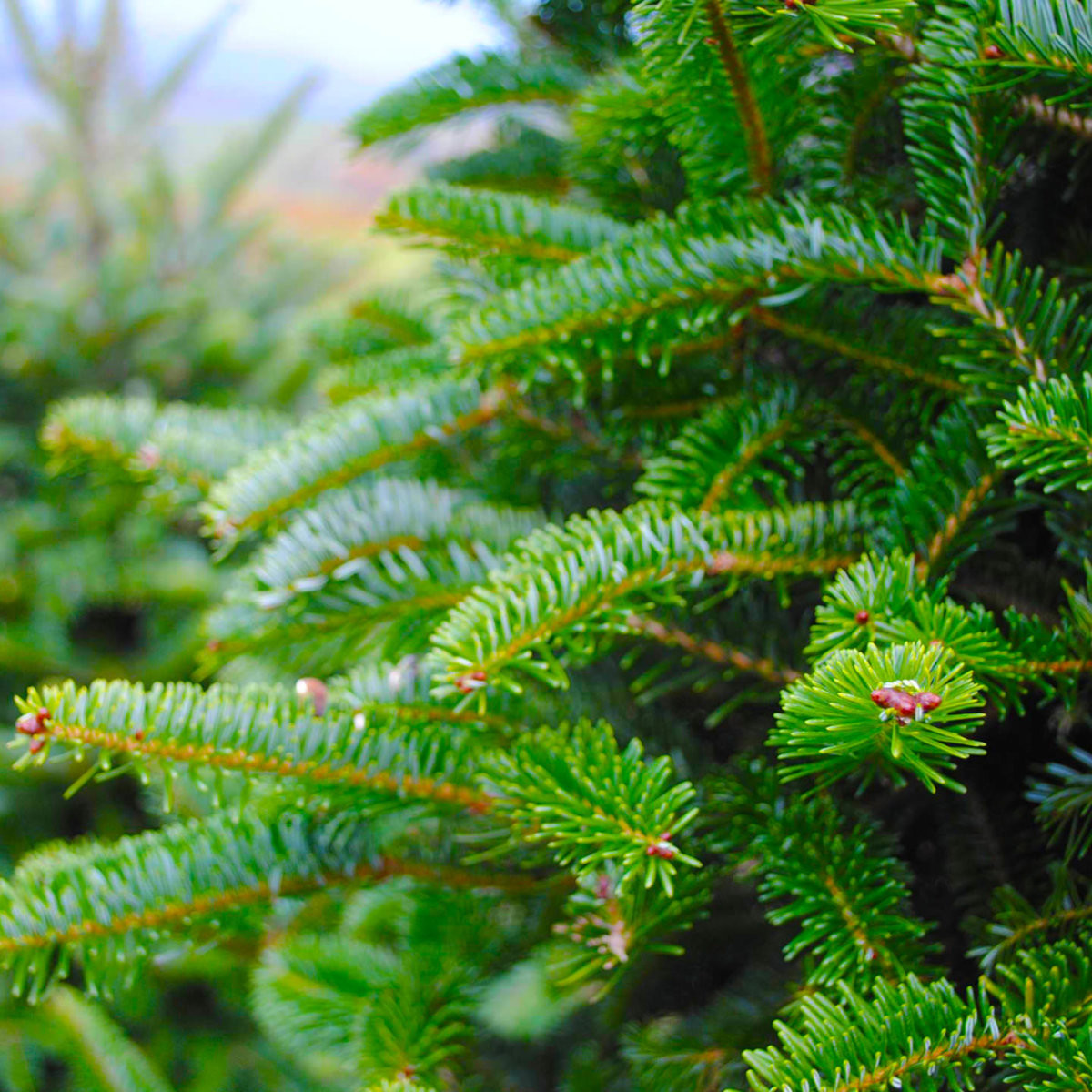 Sapins certifiés français par Green Decor