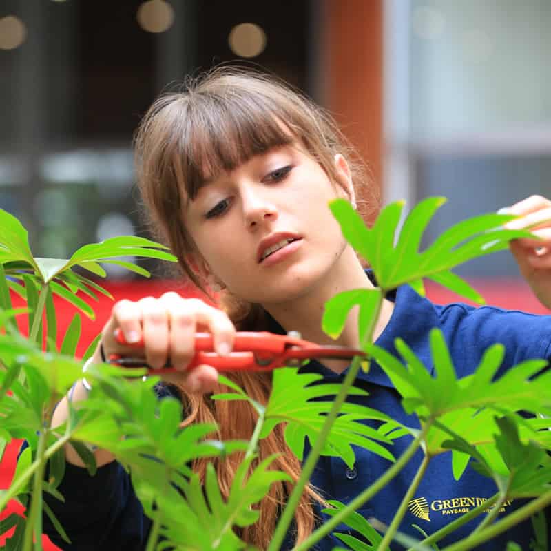 Entretien des plantes en entreprise Paris par Green Decor