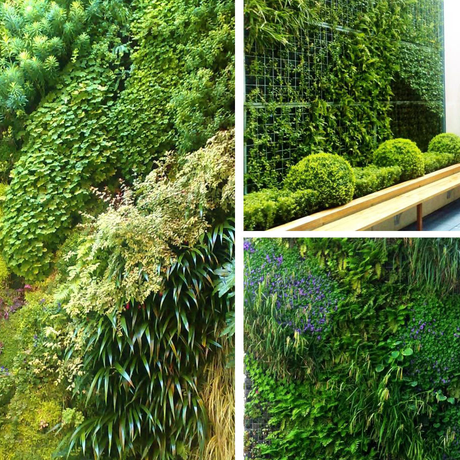 Création de Mur végétal, mur végétalisé et tableau végétal par Green Decor